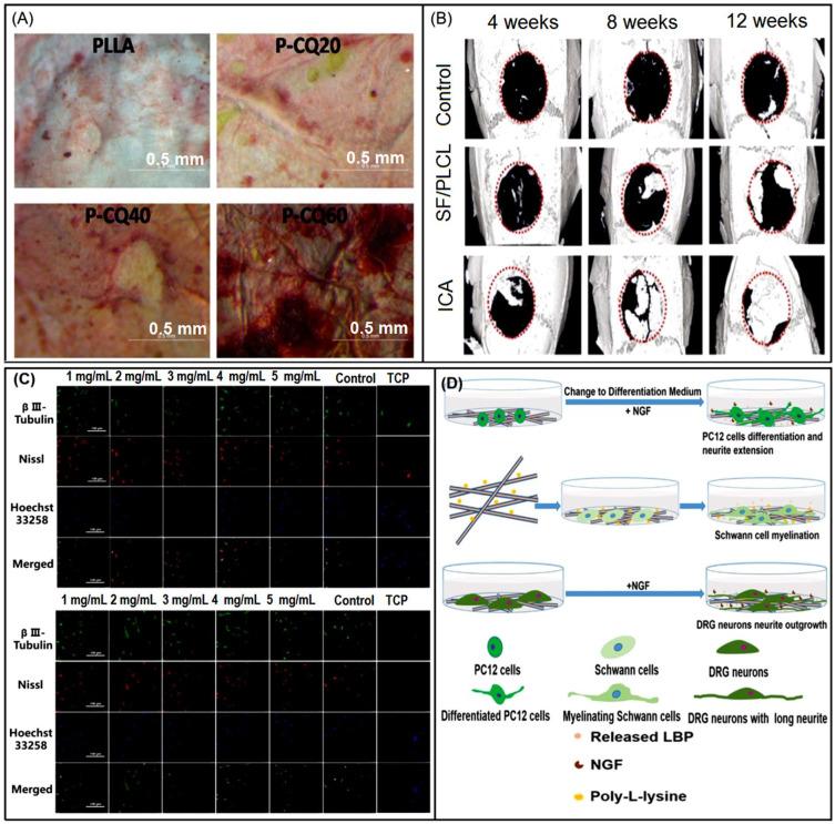 https://cdn.ncbi.nlm.nih.gov/pmc/blobs/96f2/9855805/d0786e4f000c/biomolecules-13-00184-g013.jpg