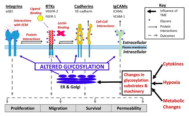 https://cdn.ncbi.nlm.nih.gov/pmc/blobs/96f8/6627046/4a3e5891e36b/cells-08-00544-g002.jpg