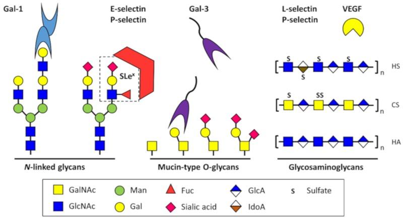 https://cdn.ncbi.nlm.nih.gov/pmc/blobs/96f8/6627046/a7f043fb2cde/cells-08-00544-g001.jpg