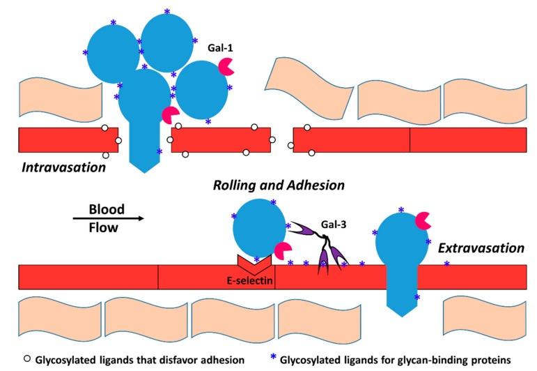 https://cdn.ncbi.nlm.nih.gov/pmc/blobs/96f8/6627046/b68b5f6734e2/cells-08-00544-g003.jpg