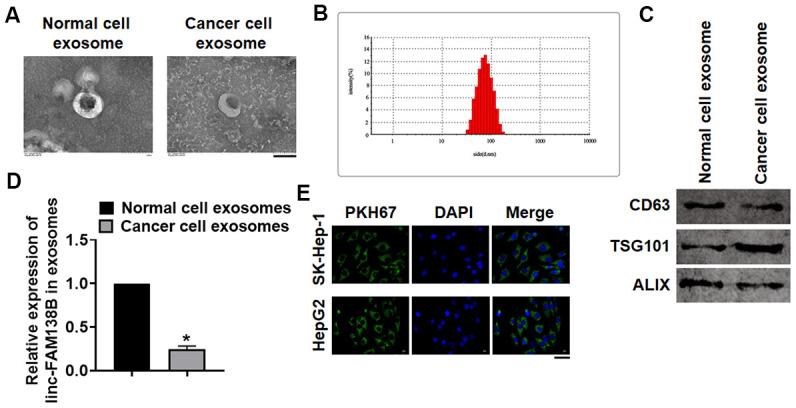 https://cdn.ncbi.nlm.nih.gov/pmc/blobs/96f8/7803541/0bb3e40950dc/aging-12-202430-g002.jpg