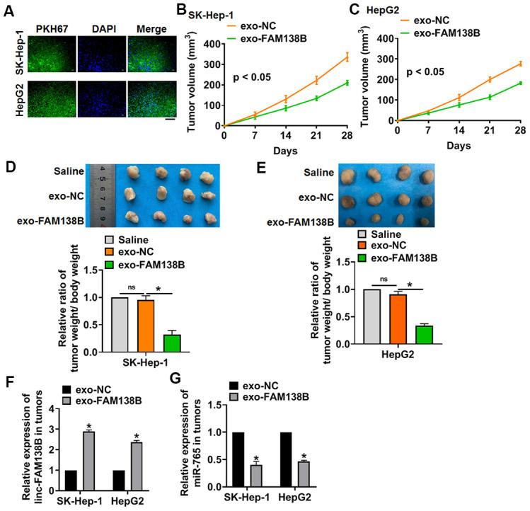 https://cdn.ncbi.nlm.nih.gov/pmc/blobs/96f8/7803541/60dcd6e9e74c/aging-12-202430-g006.jpg