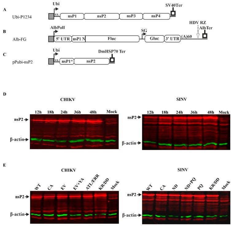 https://cdn.ncbi.nlm.nih.gov/pmc/blobs/96fc/9228716/cf0903ee4564/viruses-14-01327-g001.jpg