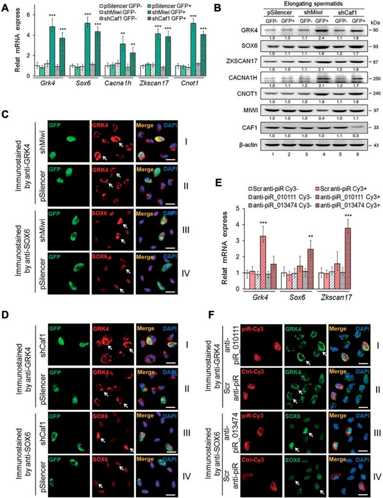 https://cdn.ncbi.nlm.nih.gov/pmc/blobs/96fd/4042167/6824ce8c06d8/cr201441f6.jpg
