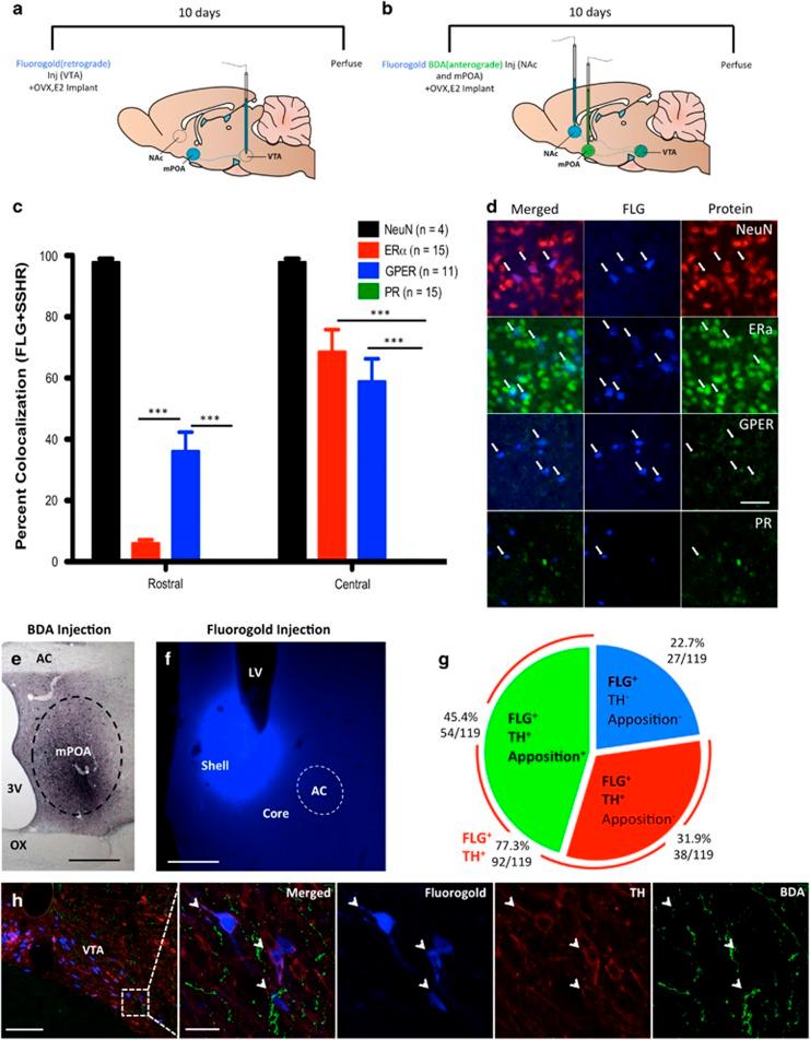 https://cdn.ncbi.nlm.nih.gov/pmc/blobs/970a/4869059/c34270993c8d/npp2015360f2.jpg