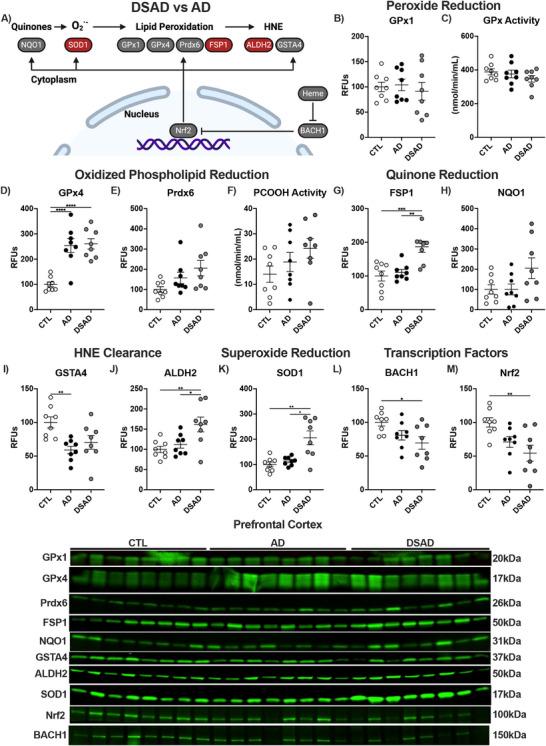 https://cdn.ncbi.nlm.nih.gov/pmc/blobs/970c/12177674/5164b8edad0f/ALZ-21-e70322-g013.jpg