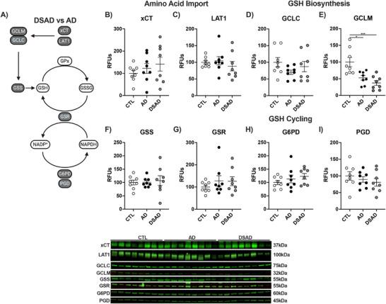 https://cdn.ncbi.nlm.nih.gov/pmc/blobs/970c/12177674/617086c379ab/ALZ-21-e70322-g010.jpg