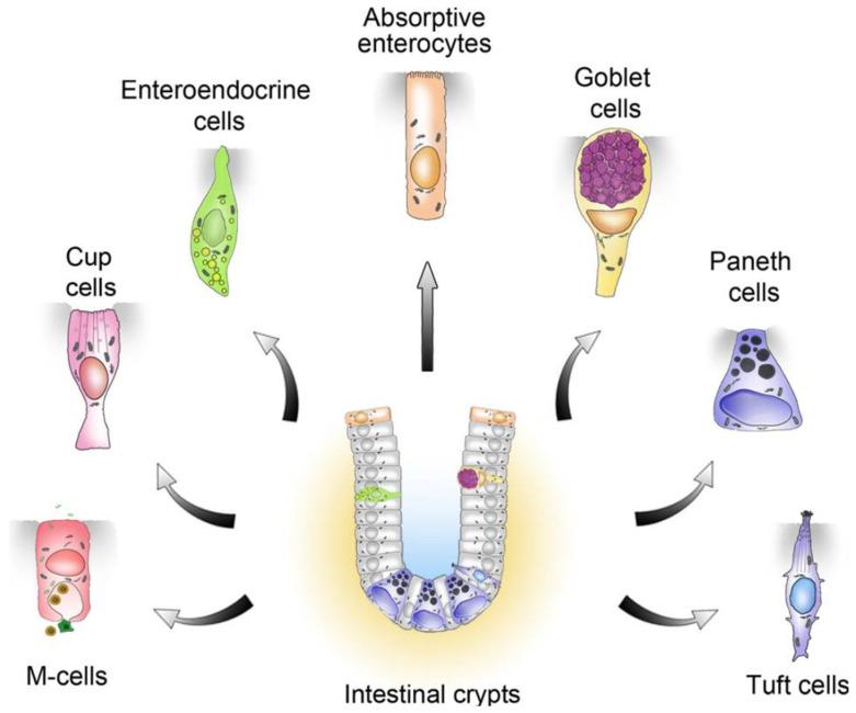 https://cdn.ncbi.nlm.nih.gov/pmc/blobs/9714/11360392/fc6a03e475df/viruses-16-01266-g001.jpg