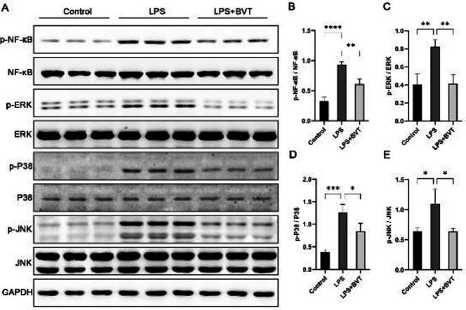 https://cdn.ncbi.nlm.nih.gov/pmc/blobs/9714/9922366/02e3460b2f6c/IJBMS-26-374-g004.jpg