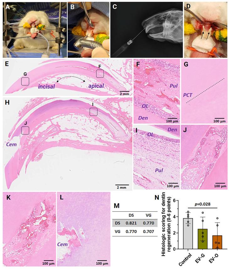 https://cdn.ncbi.nlm.nih.gov/pmc/blobs/9715/12346742/892e602b6e81/ijms-26-07182-g003.jpg