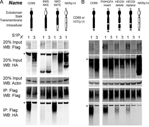 https://cdn.ncbi.nlm.nih.gov/pmc/blobs/9716/2903414/0d14ab4ad573/zbc0311024270004.jpg
