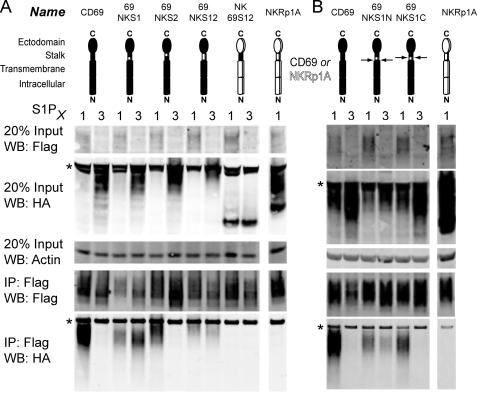 https://cdn.ncbi.nlm.nih.gov/pmc/blobs/9716/2903414/34821ea13e37/zbc0311024270003.jpg