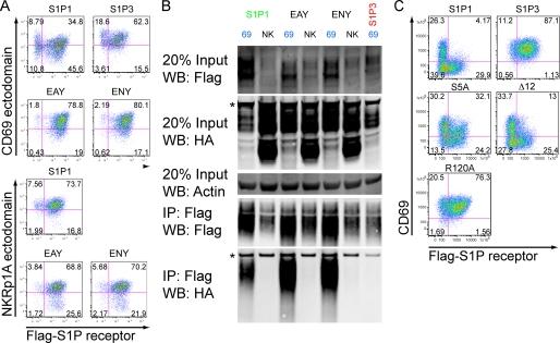 https://cdn.ncbi.nlm.nih.gov/pmc/blobs/9716/2903414/61e44120cc24/zbc0311024270009.jpg