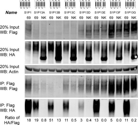https://cdn.ncbi.nlm.nih.gov/pmc/blobs/9716/2903414/7f55f9169533/zbc0311024270006.jpg