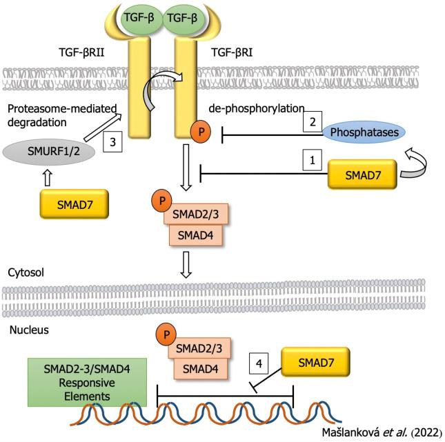 https://cdn.ncbi.nlm.nih.gov/pmc/blobs/9716/9476856/e3f79bd0d90c/WJG-28-4744-g004.jpg