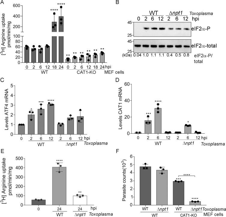 https://cdn.ncbi.nlm.nih.gov/pmc/blobs/9717/6564765/620addad9022/ppat.1007746.g006.jpg