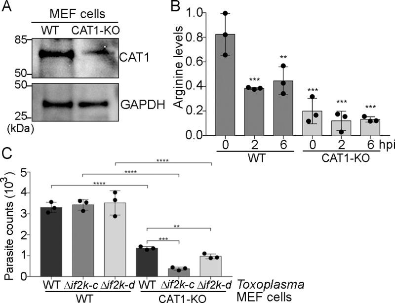 https://cdn.ncbi.nlm.nih.gov/pmc/blobs/9717/6564765/7249f752d453/ppat.1007746.g005.jpg