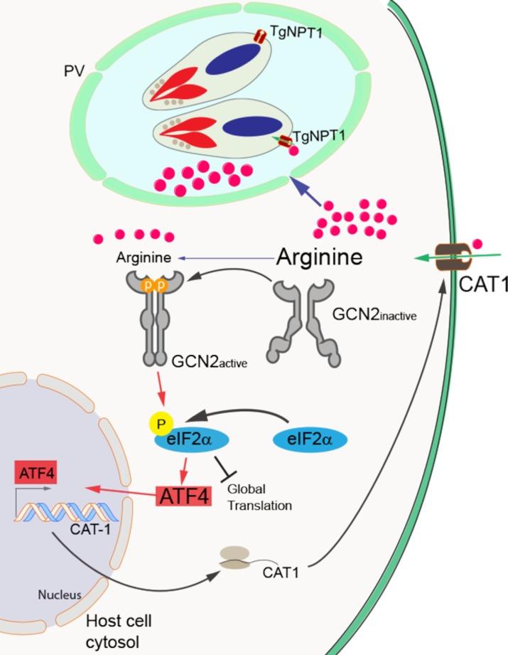 https://cdn.ncbi.nlm.nih.gov/pmc/blobs/9717/6564765/afb5c40921d8/ppat.1007746.g007.jpg