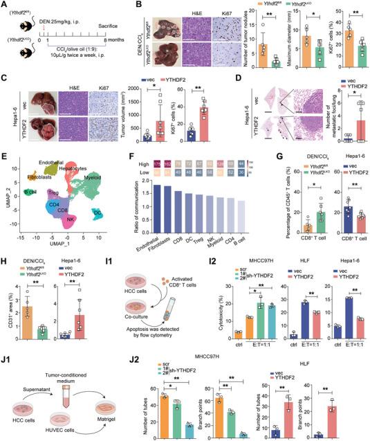 https://cdn.ncbi.nlm.nih.gov/pmc/blobs/9718/10987122/be83e8dbd8b8/ADVS-11-2307242-g002.jpg