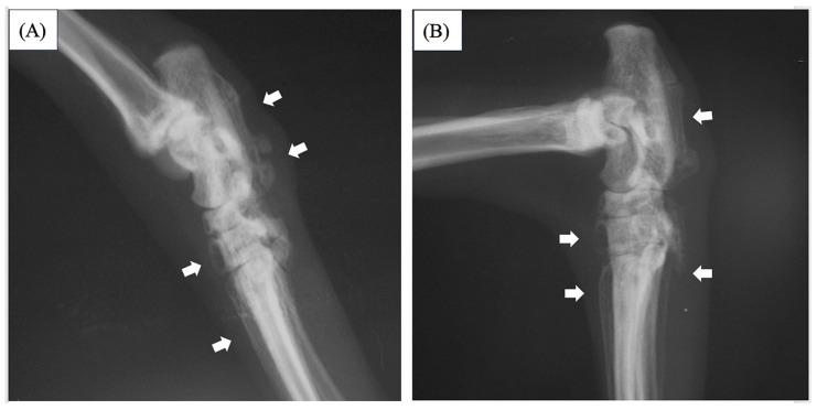https://cdn.ncbi.nlm.nih.gov/pmc/blobs/9719/11680260/9014d9ec6652/vetsci-11-00669-g005.jpg