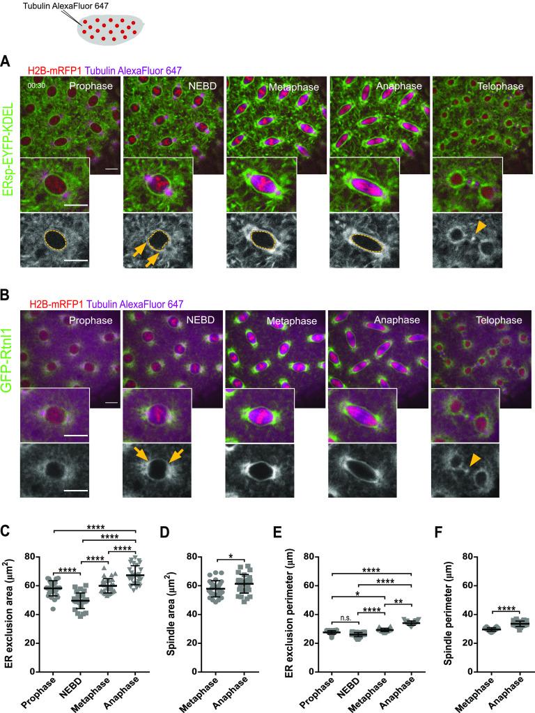 https://cdn.ncbi.nlm.nih.gov/pmc/blobs/9719/9671068/0200e155a9a8/LSA-2022-01540_Fig1.jpg