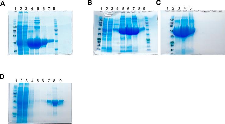 https://cdn.ncbi.nlm.nih.gov/pmc/blobs/9719/9671068/0386588b8c77/LSA-2022-01540_FigS3.jpg
