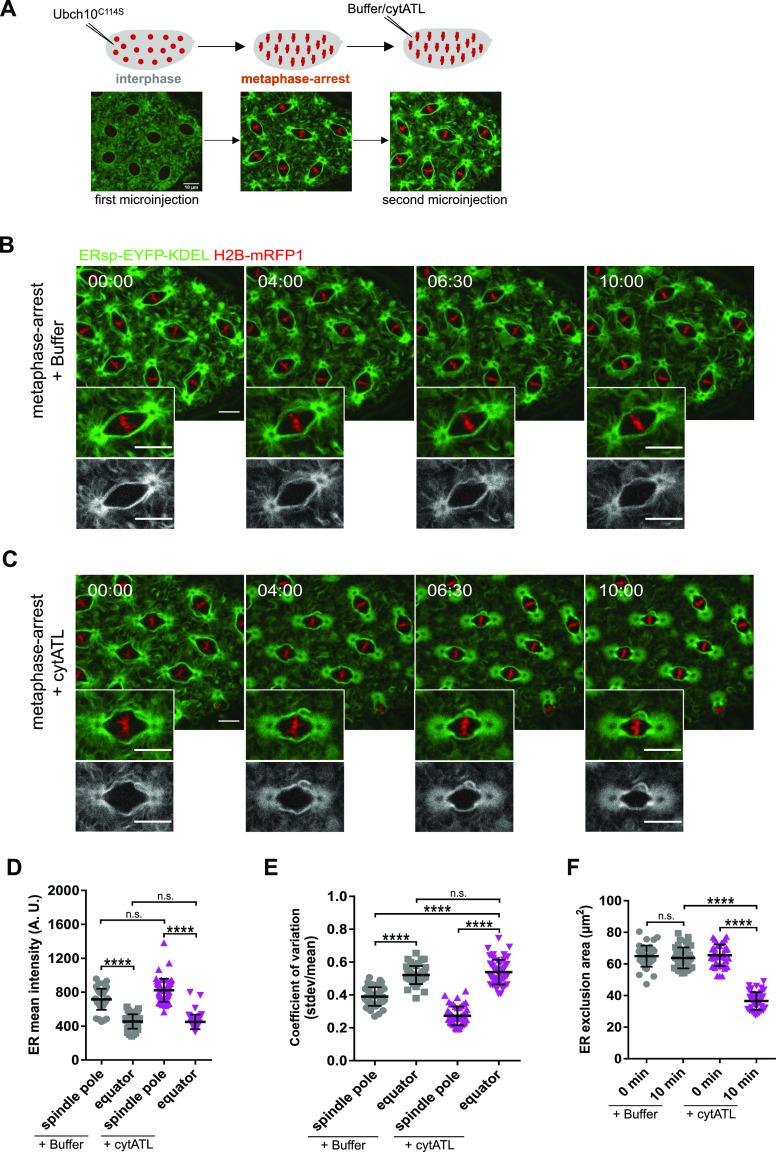https://cdn.ncbi.nlm.nih.gov/pmc/blobs/9719/9671068/266b969f507b/LSA-2022-01540_Fig3.jpg