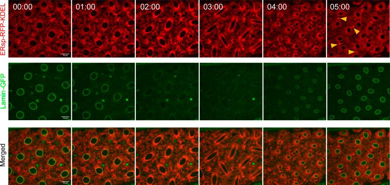 https://cdn.ncbi.nlm.nih.gov/pmc/blobs/9719/9671068/6c829e5c8822/LSA-2022-01540_FigS1.jpg