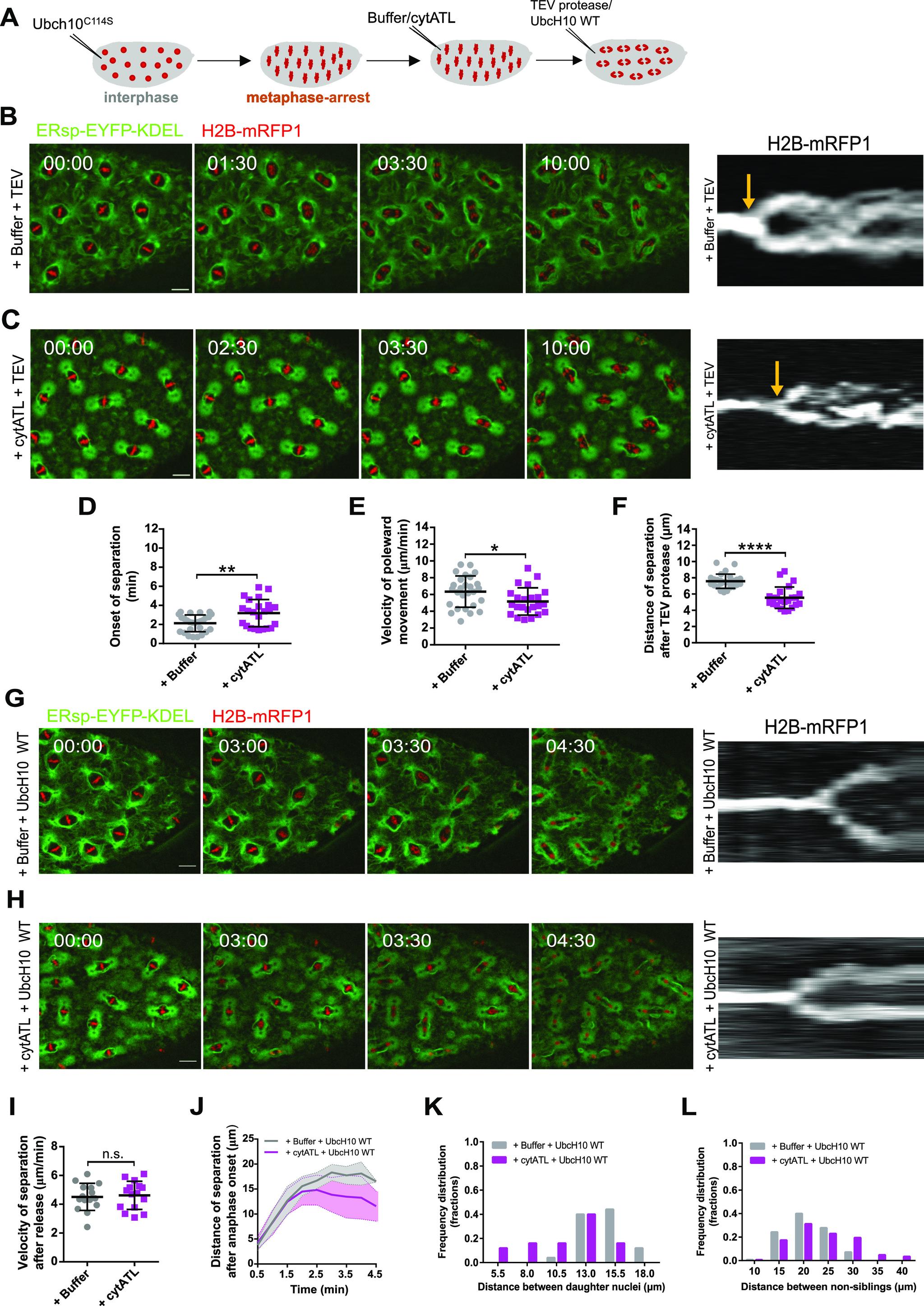 https://cdn.ncbi.nlm.nih.gov/pmc/blobs/9719/9671068/eb2917bf323a/LSA-2022-01540_Fig5.jpg