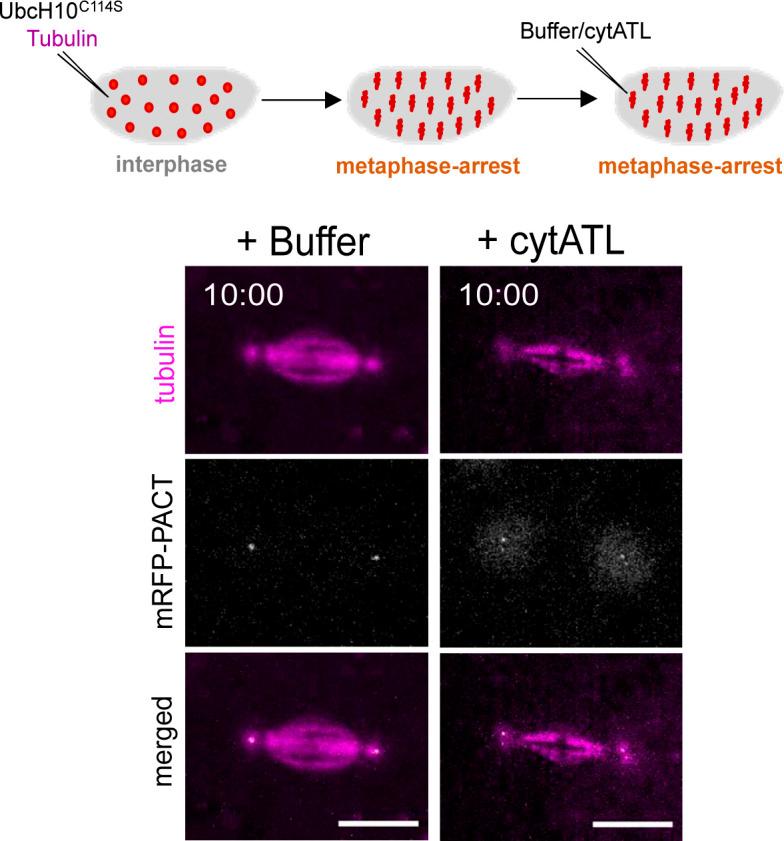 https://cdn.ncbi.nlm.nih.gov/pmc/blobs/9719/9671068/efd93e4bfe1d/LSA-2022-01540_FigS6.jpg