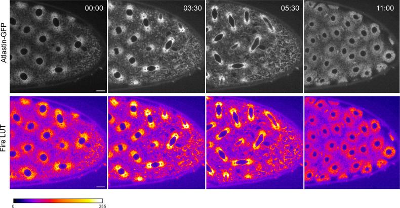 https://cdn.ncbi.nlm.nih.gov/pmc/blobs/9719/9671068/f49440b2b7b3/LSA-2022-01540_FigS4.jpg