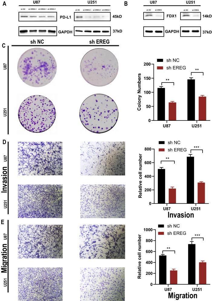 https://cdn.ncbi.nlm.nih.gov/pmc/blobs/971a/9843967/4881720a57ef/12967_2023_3883_Fig6_HTML.jpg