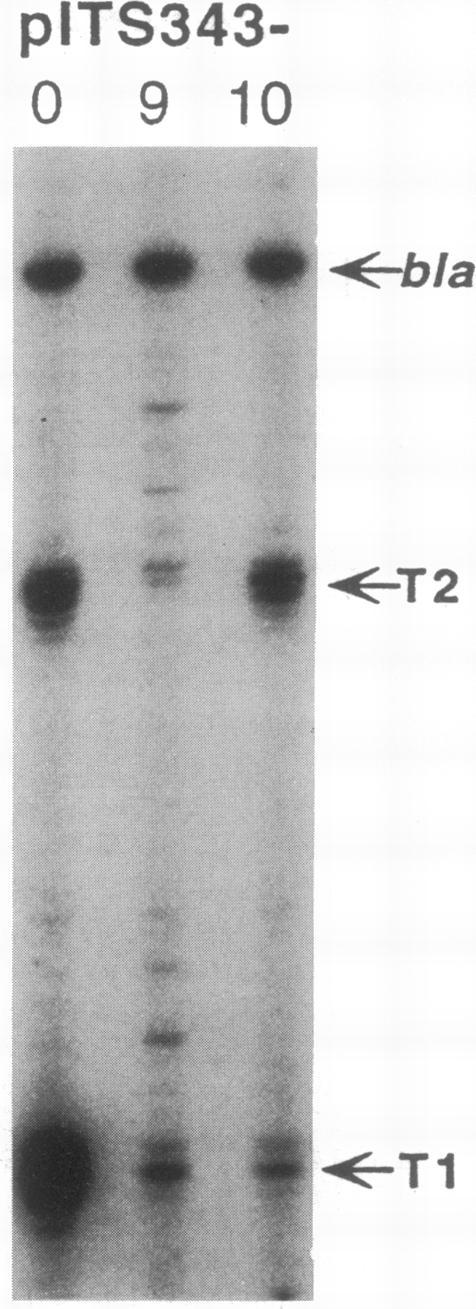 https://cdn.ncbi.nlm.nih.gov/pmc/blobs/9720/205592/35c8abb487bb/jbacter00031-0138-b.jpg