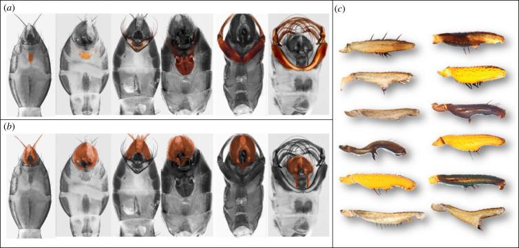https://cdn.ncbi.nlm.nih.gov/pmc/blobs/9722/10154940/f7b0d1aa15cd/rspb20222531f01.jpg