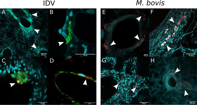 https://cdn.ncbi.nlm.nih.gov/pmc/blobs/9726/9972951/02166a4971ee/jvi.01423-22-f003.jpg