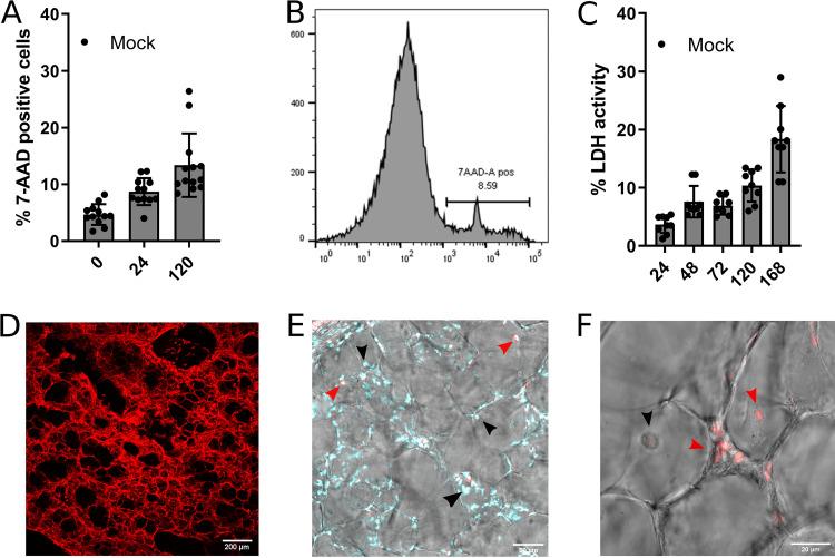 https://cdn.ncbi.nlm.nih.gov/pmc/blobs/9726/9972951/7afafc020b5f/jvi.01423-22-f001.jpg