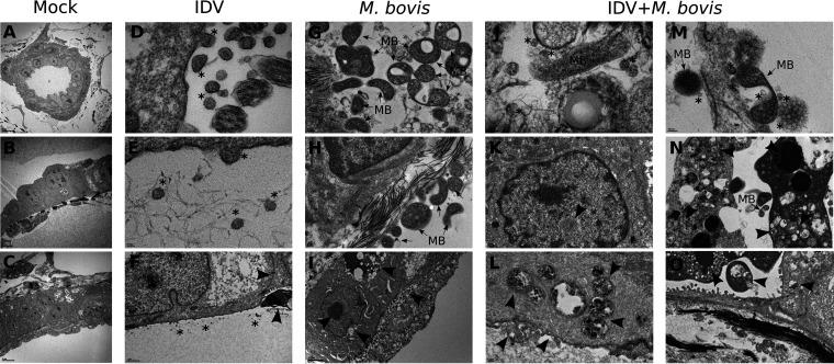 https://cdn.ncbi.nlm.nih.gov/pmc/blobs/9726/9972951/fd828a62eef0/jvi.01423-22-f006.jpg