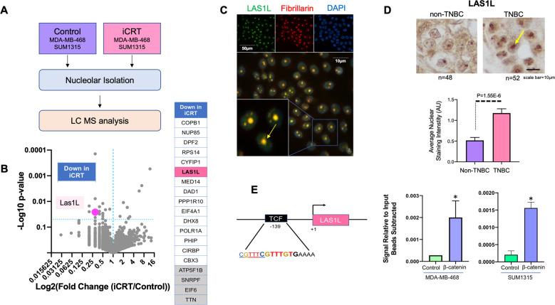 https://cdn.ncbi.nlm.nih.gov/pmc/blobs/9729/7933177/ae6a78f5dc8b/41419_2021_3531_Fig4_HTML.jpg
