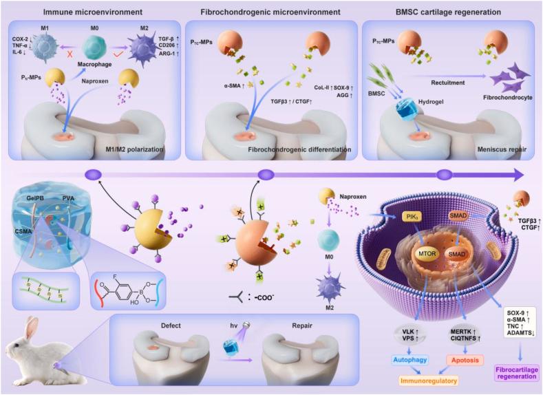 https://cdn.ncbi.nlm.nih.gov/pmc/blobs/972a/11998115/25187e8841d3/gr1.jpg