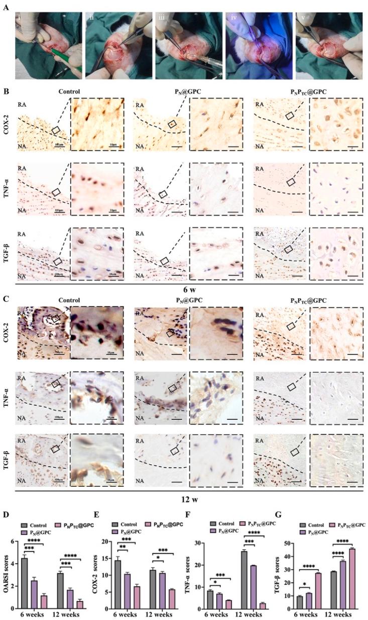 https://cdn.ncbi.nlm.nih.gov/pmc/blobs/972a/11998115/8141f062a802/gr7.jpg