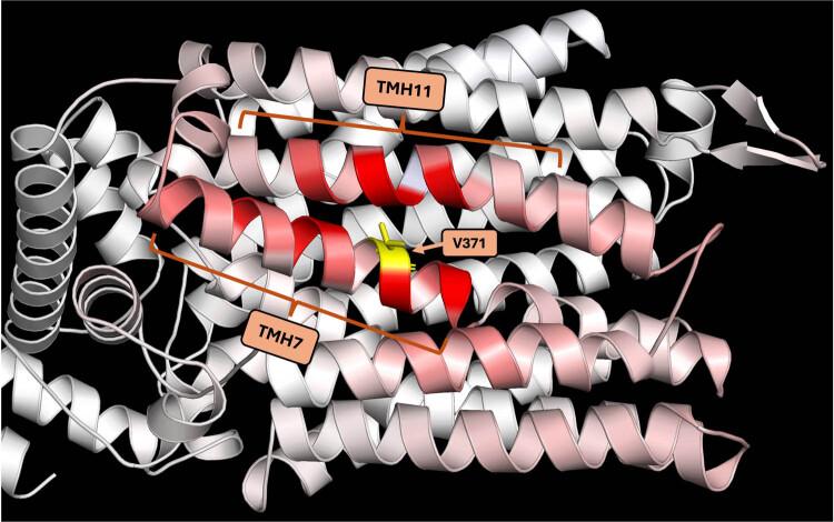 https://cdn.ncbi.nlm.nih.gov/pmc/blobs/972a/12032978/7cb50d0187a8/j_biol-2025-1080-fig006.jpg