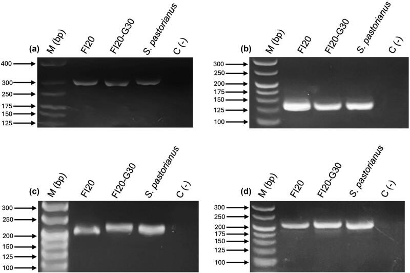 https://cdn.ncbi.nlm.nih.gov/pmc/blobs/972a/12032978/a84d505b6ed2/j_biol-2025-1080-fig002.jpg