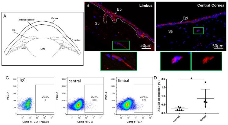 https://cdn.ncbi.nlm.nih.gov/pmc/blobs/972c/11395824/0d4cb39538cf/ijms-25-09702-g001.jpg