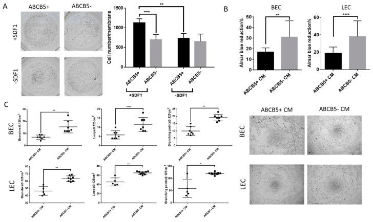 https://cdn.ncbi.nlm.nih.gov/pmc/blobs/972c/11395824/9c433bfbf9e4/ijms-25-09702-g004.jpg