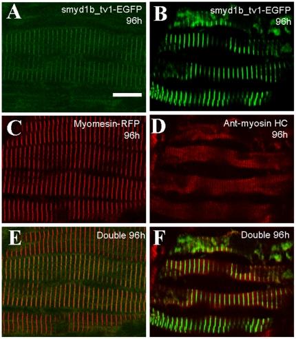 https://cdn.ncbi.nlm.nih.gov/pmc/blobs/972f/3235123/3a46ffaadd23/pone.0028524.g006.jpg