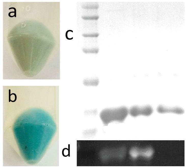 https://cdn.ncbi.nlm.nih.gov/pmc/blobs/972f/6100522/f18e57d147ab/molecules-23-01369-g002.jpg