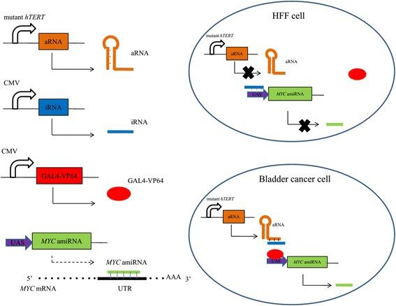https://cdn.ncbi.nlm.nih.gov/pmc/blobs/9730/5663129/dc56496532d3/13046_2017_626_Fig3_HTML.jpg