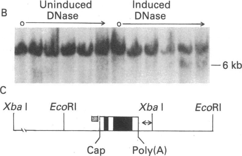 https://cdn.ncbi.nlm.nih.gov/pmc/blobs/9731/345925/fb99ea7171e3/pnas00443-0249-c.jpg