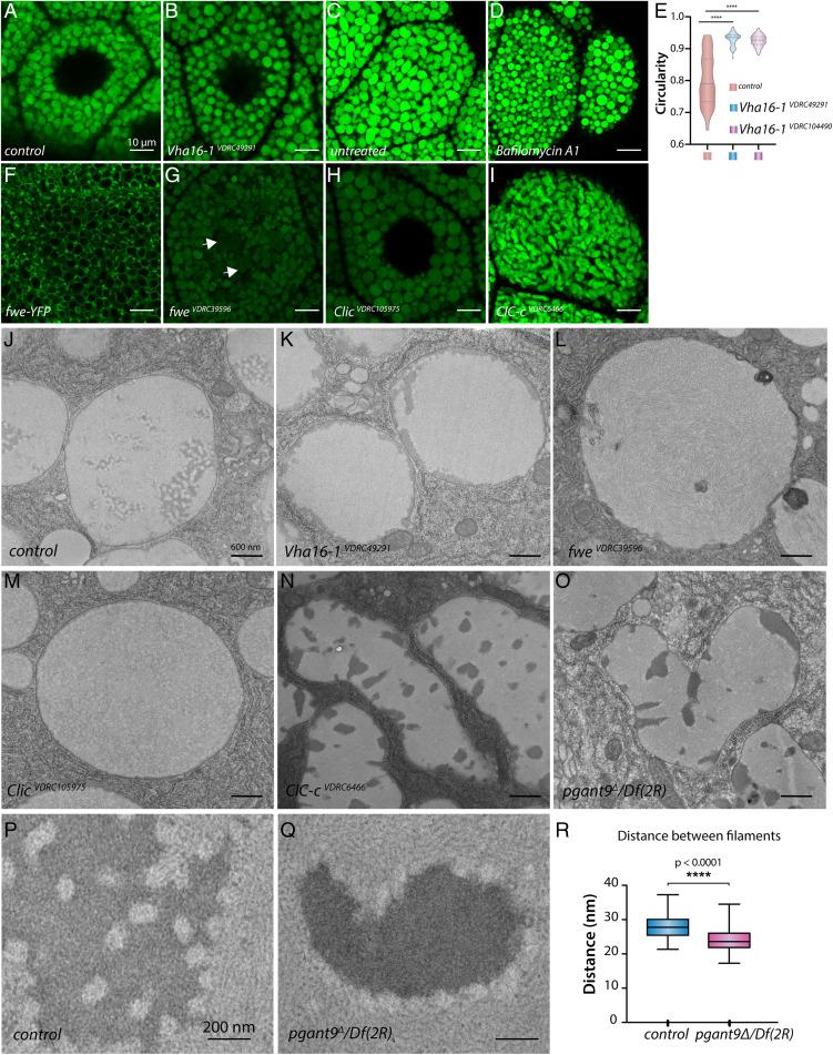 https://cdn.ncbi.nlm.nih.gov/pmc/blobs/9731/9618048/6b416eac856b/pnas.2209750119fig04.jpg