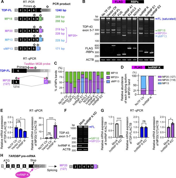 https://cdn.ncbi.nlm.nih.gov/pmc/blobs/9732/12333503/15e534f57609/jcb_202406097_fig3.jpg